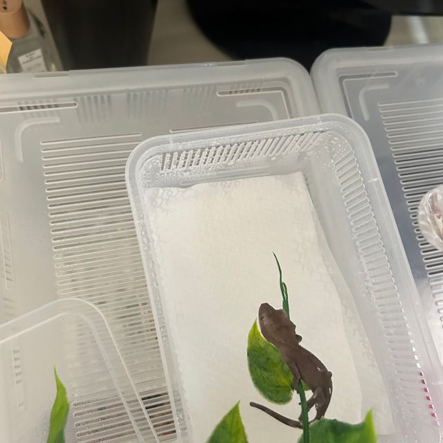 아잔틱