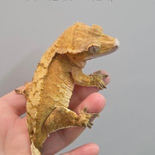 100%헷아잔틱