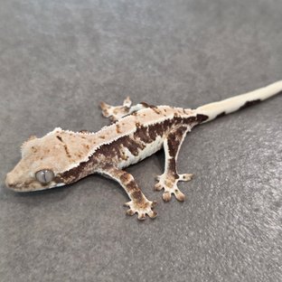 릴리100%헷아잔틱