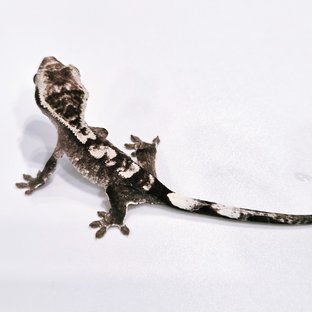아잔틱