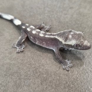 아잔틱