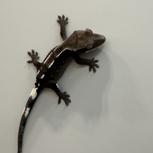 아잔틱
