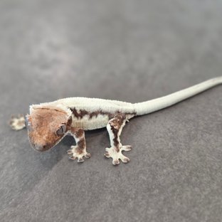 릴리100%헷아잔틱 세이블 100%헷아잔틱