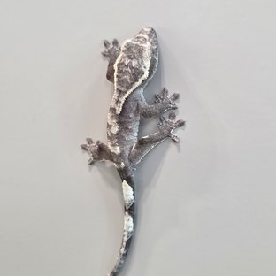 아잔틱