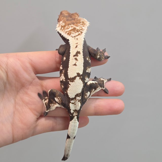 세이블 100%헷아잔틱