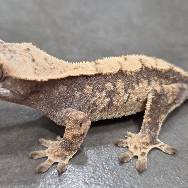 노멀 드리피 화이트스팟