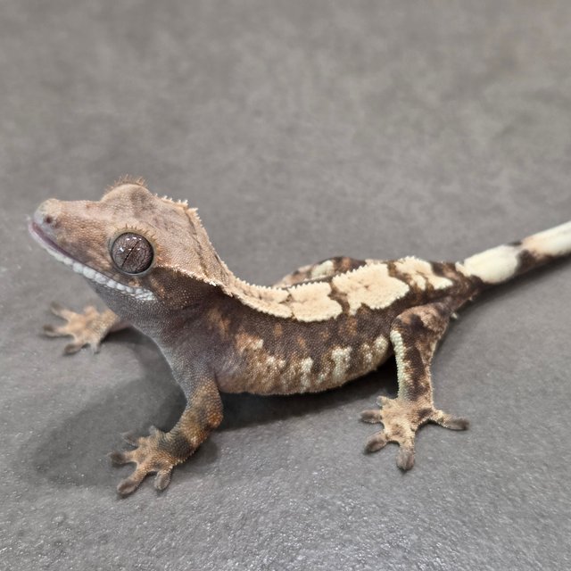 100%헷아잔틱 세이블