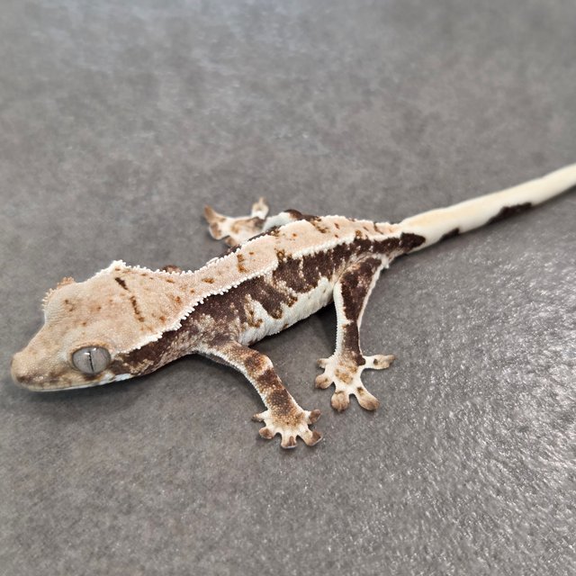 릴리100%헷아잔틱