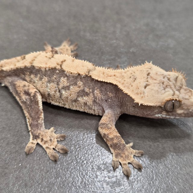 노멀 드리피 화이트스팟