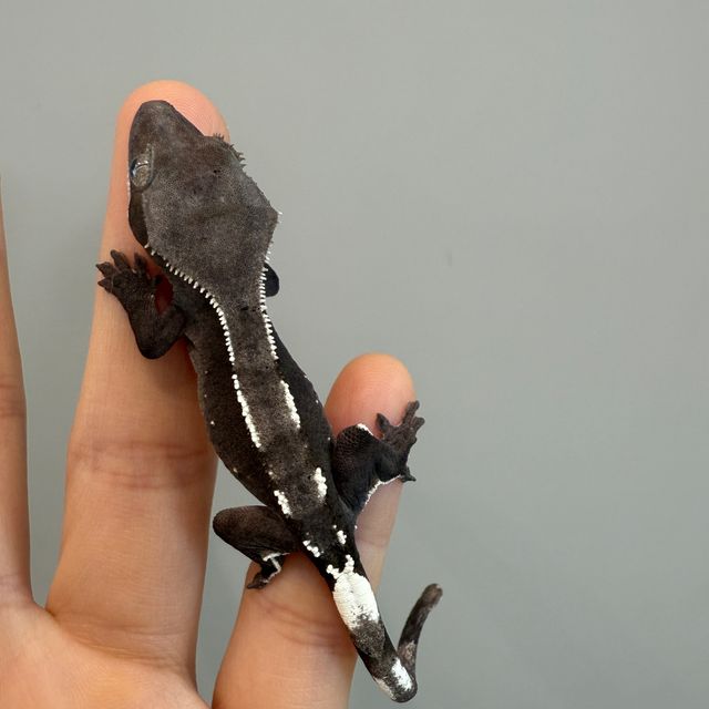 아잔틱
