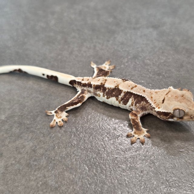 릴리100%헷아잔틱