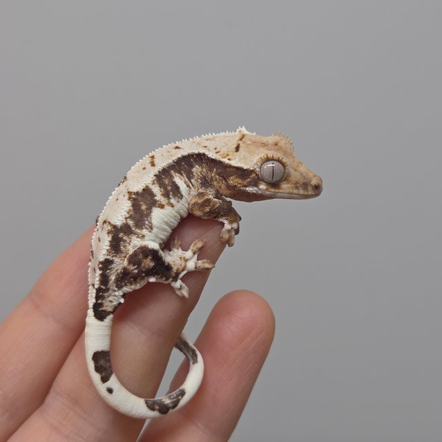 릴리100%헷아잔틱