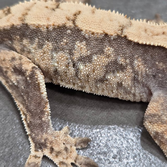 노멀 드리피 화이트스팟