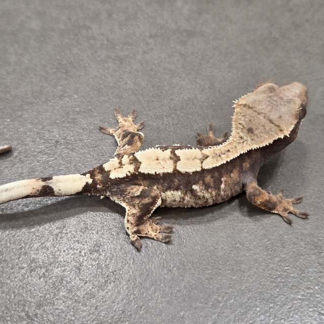 100%헷아잔틱 세이블