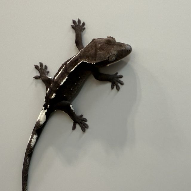 아잔틱