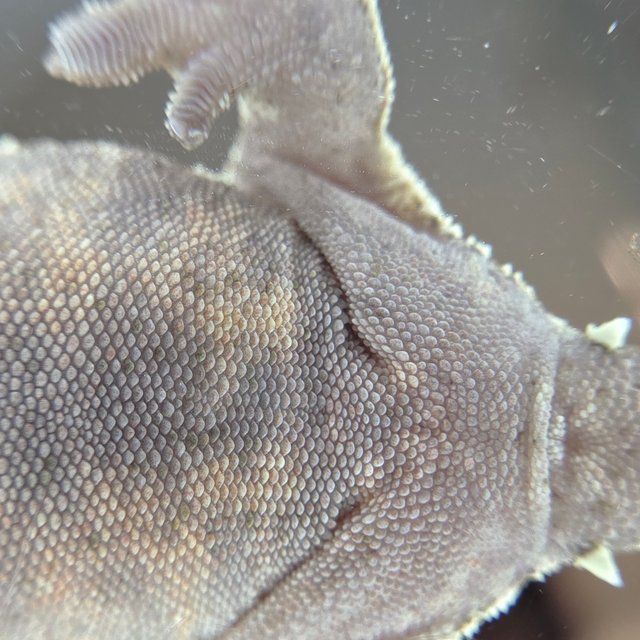 100%헷아잔틱 세이블