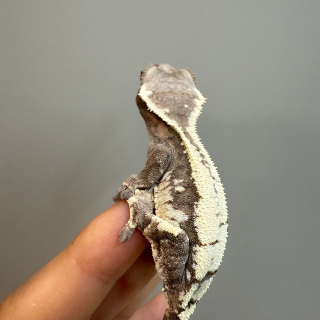 세이블
