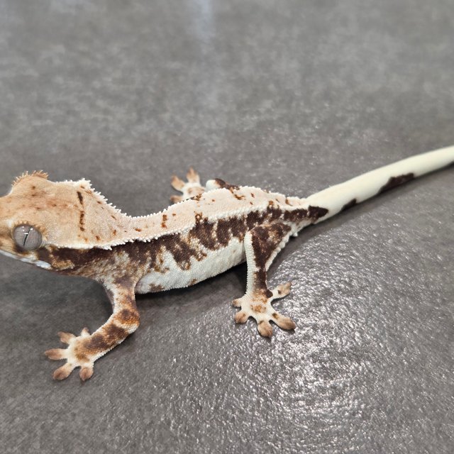 릴리100%헷아잔틱