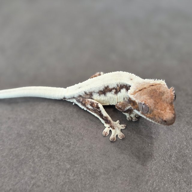 릴리100%헷아잔틱 세이블 100%헷아잔틱