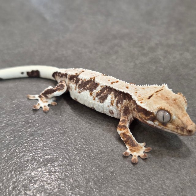 릴리100%헷아잔틱