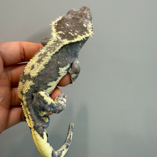 릴잔틱