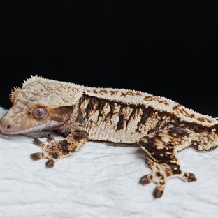 트라이 익스트림할리퀸