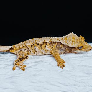 Tri Extreme Harlequin