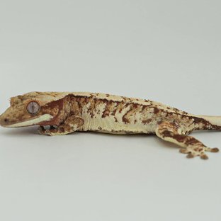 트라이 익스트림할리퀸
