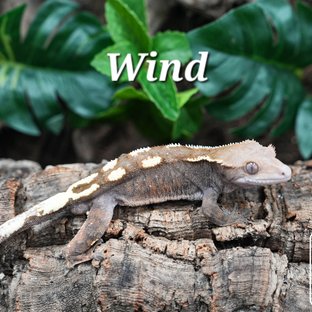 윈드
