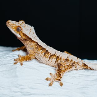 Tri Extreme Harlequin