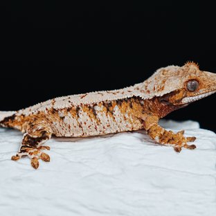 Tri Extreme Harlequin