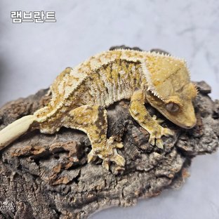 램브란트