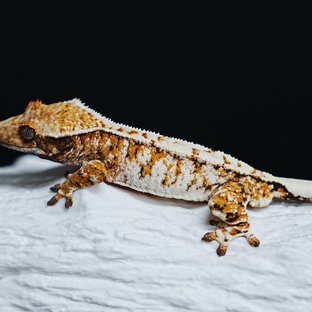 트라이 익스트림할리퀸