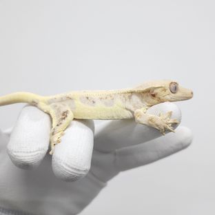 더블라인 릴리