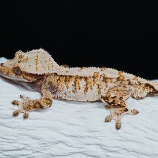 Tri Extreme Harlequin