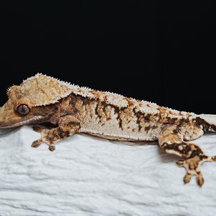 트라이 익스트림할리퀸