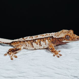 Tri Extreme Harlequin