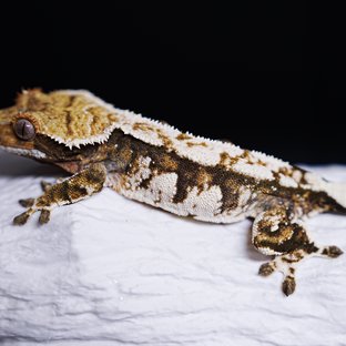 트라이 익스트림할리퀸