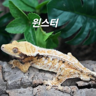 윈스터 (영국 크림슨)