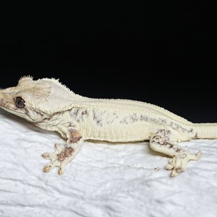 Full Pinstripe Solid Back Lilly White