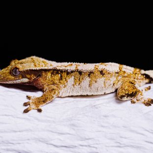 Tri Extreme Harlequin