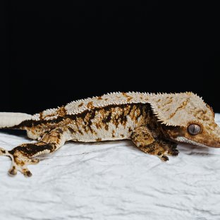 트라이 익스트림할리퀸