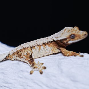 Tri Extreme Harlequin