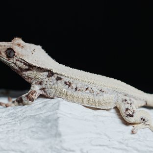 Full Pinstripe Solid Back Lilly White