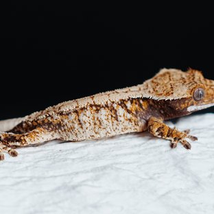 Tri Extreme Harlequin