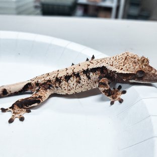 Tri Extreme Harlequin