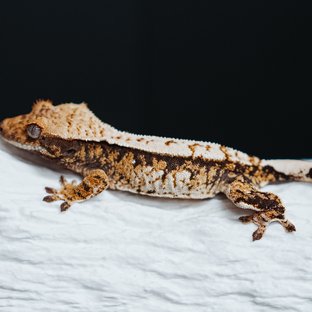 Tri Extreme Harlequin