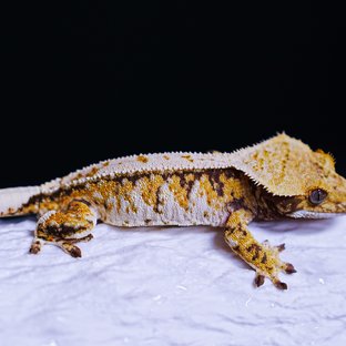 트라이 익스트림할리퀸