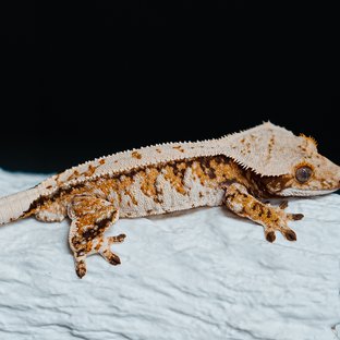 트라이 익스트림할리퀸