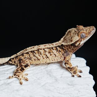 트라이 익스트림할리퀸